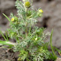 Pineappleweed